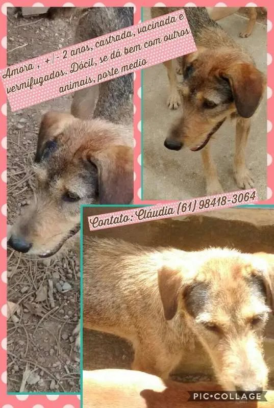 Cachorro ra a SRD idade 2 anos nome Amora