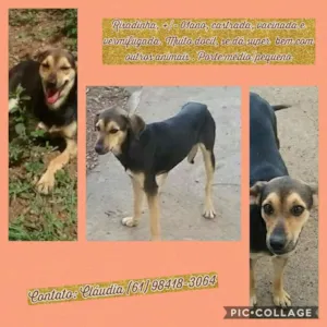Cachorro raça SRD idade 1 ano nome Risadinha