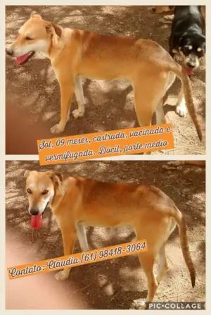 Cachorro raça SRD idade 1 ano nome Sol