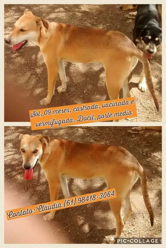 Cachorro ra a SRD idade 1 ano nome Sol