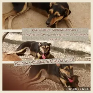 Cachorro raça SRD idade 1 ano nome Lua