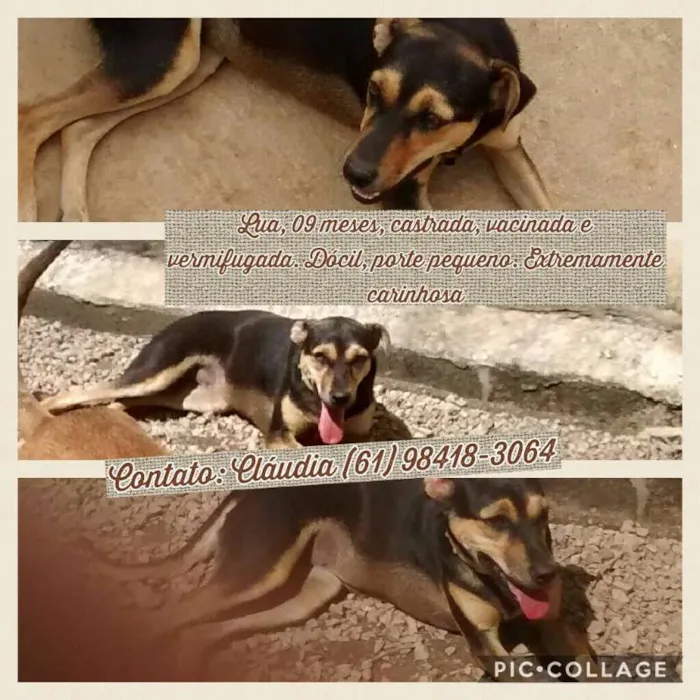 Cachorro ra a SRD idade 1 ano nome Lua