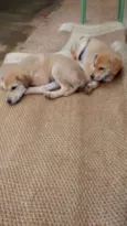 Bella e Gil