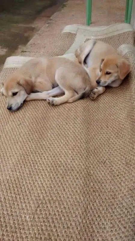 Cachorro ra a SRD idade 2 a 6 meses nome Bella e Gil