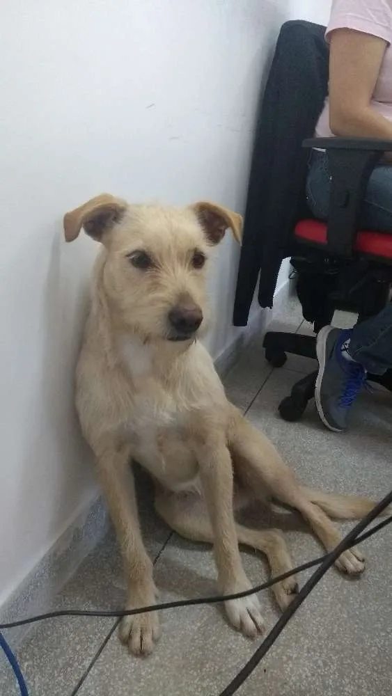 Cachorro ra a Vira lata idade 2 anos nome Luna