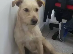 Cachorro raça Vira lata idade 2 anos nome Luna