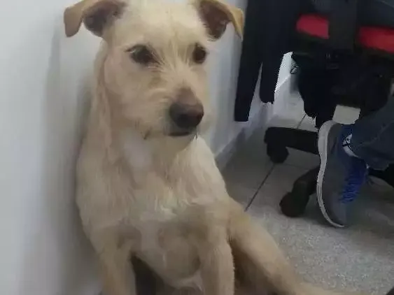 Cachorro ra a Vira lata idade 2 anos nome Luna