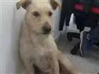 Cachorro raça Vira lata idade 2 anos nome Luna