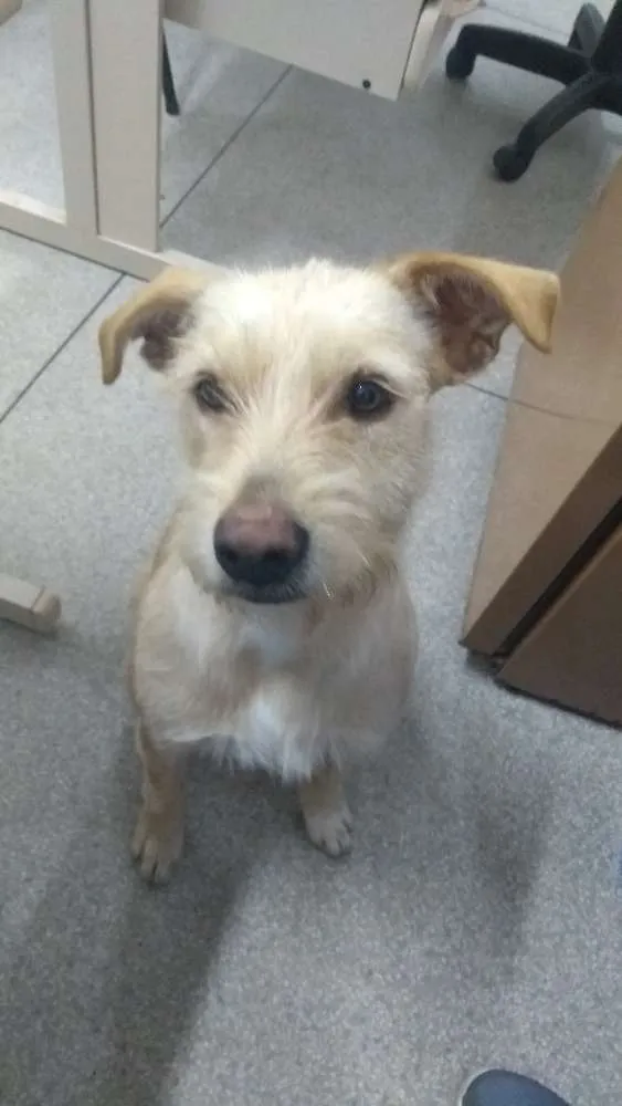 Cachorro ra a Vira lata idade 2 anos nome Luna