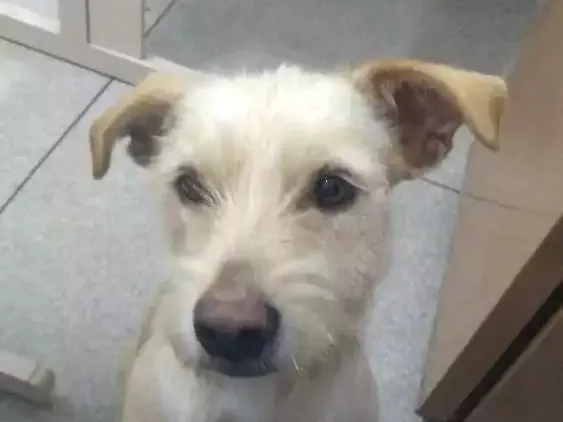 Cachorro ra a Vira lata idade 2 anos nome Luna