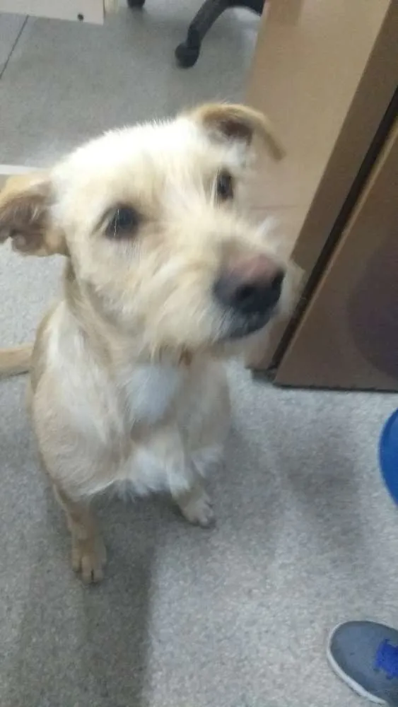 Cachorro ra a Vira lata idade 2 anos nome Luna