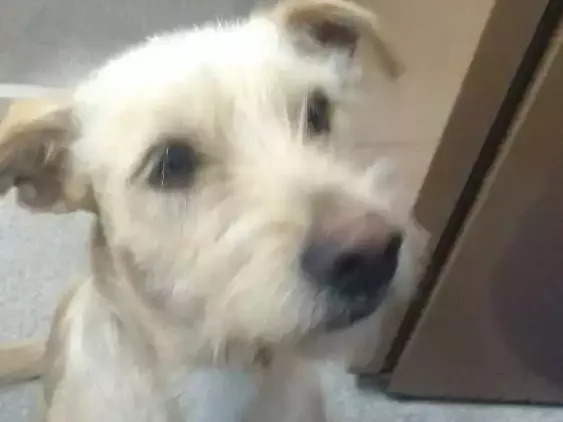 Cachorro ra a Vira lata idade 2 anos nome Luna