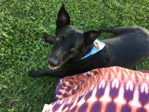 Cachorro raça Sem raça definida idade 3 anos nome Titico