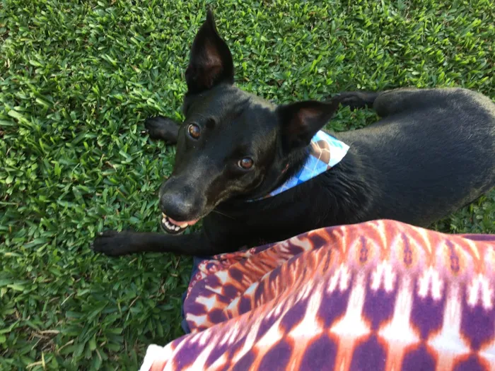 Cachorro ra a Sem raça definida idade 3 anos nome Titico
