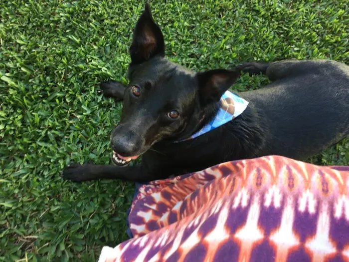 Cachorro ra a Sem raça definida idade 3 anos nome Titico