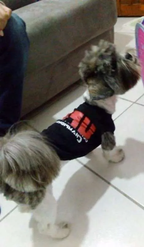 Cachorro ra a Shih Tzu idade 7 a 11 meses nome Thor