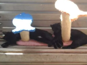 Gato raça Indefinida idade 1 ano nome Valente