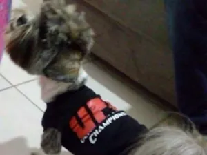 Cachorro raça Shih Tzu idade 7 a 11 meses nome Thor