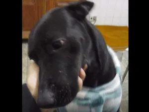 Cachorro raça Indefinido idade 3 anos nome Negão