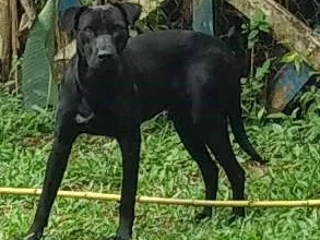 Cachorro raça Sem raça definida idade 1 ano nome Negão 