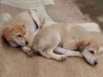 Bella e Gil