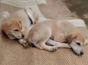Cachorro raça SRD idade 2 a 6 meses nome Bella e Gil