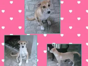 Cachorro raça SRD idade 2 a 6 meses nome Sophie