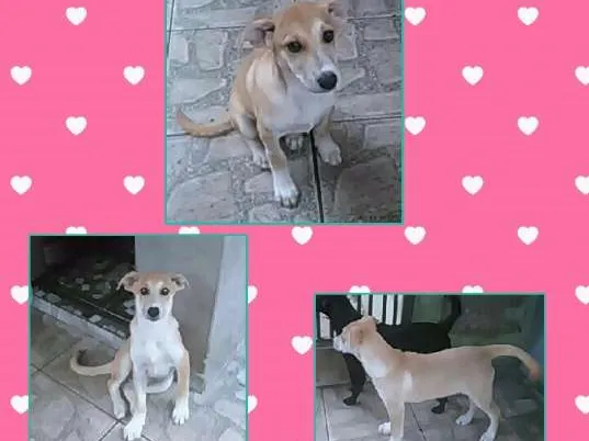 Cachorro ra a SRD idade 2 a 6 meses nome Sophie