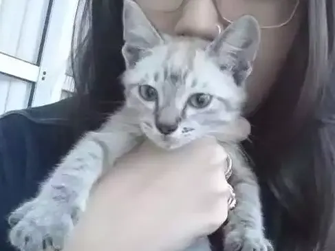 Gato ra a  idade 2 a 6 meses nome Mike