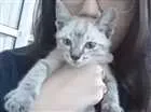 Gato raça  idade 2 a 6 meses nome Mike