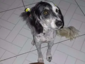 Cachorro raça Podle idade 1 ano nome Belinha
