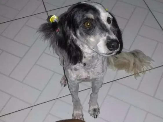 Cachorro ra a Podle idade 1 ano nome Belinha