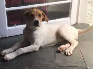 Cachorro raça Pedigueiro idade 2 a 6 meses nome Bala