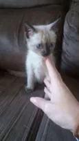 Pequeno