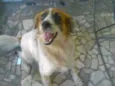Cachorro raça vira lata idade 5 anos nome catucha