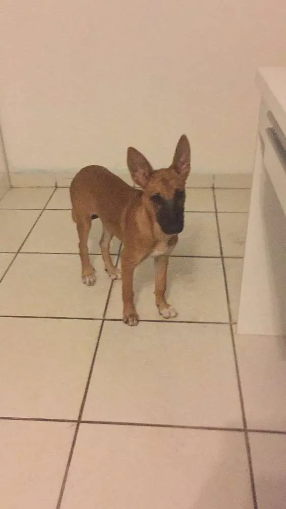 Cachorro raça SRD idade 7 a 11 meses nome Mel