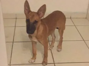 Cachorro raça SRD idade 7 a 11 meses nome Mel