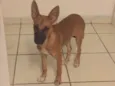 Mel
