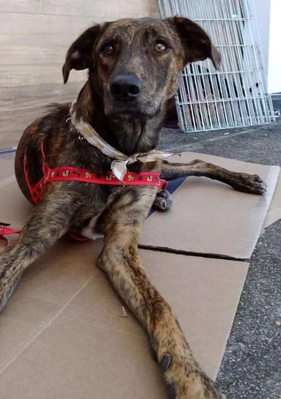 Cachorro ra a SRD idade 1 ano nome Caqui