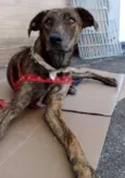 Caqui