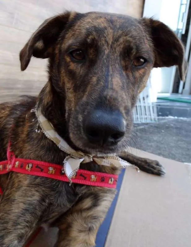 Cachorro ra a SRD idade 1 ano nome Caqui