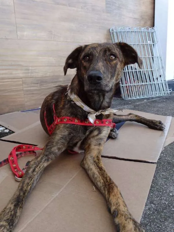 Cachorro ra a SRD idade 1 ano nome Caqui