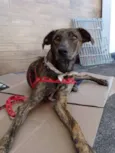Caqui