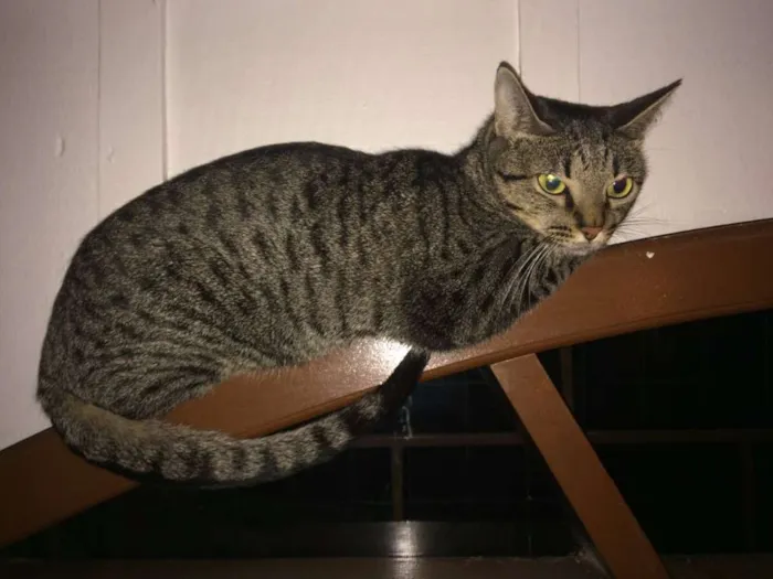 Gato ra a SRD idade 2 anos nome Fabi