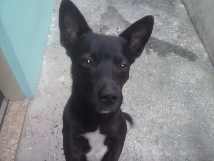 Cachorro ra a Vira lata idade 2 anos nome Neguinho 