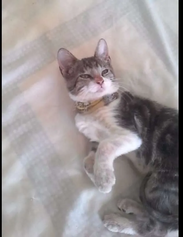 Gato raça tigre idade 2 a 6 meses nome Tigre 