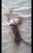 Tigre 
