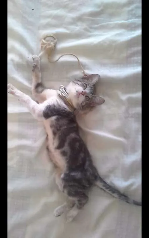Gato raça tigre idade 2 a 6 meses nome Tigre 