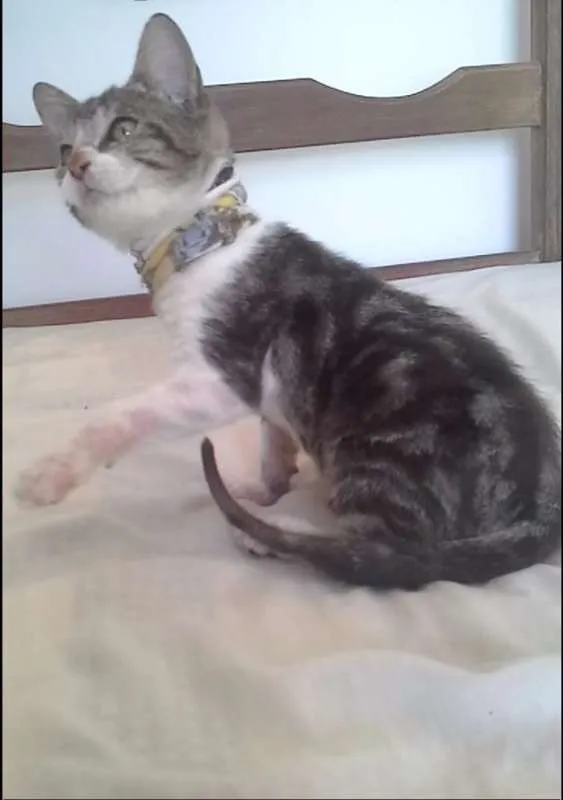 Gato raça tigre idade 2 a 6 meses nome Tigre 