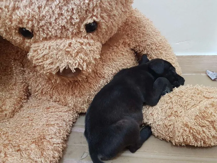 Cachorro ra a Não definida idade Abaixo de 2 meses nome Bazooka